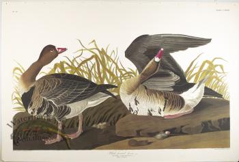 White-Fronted Goose